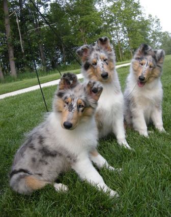 14 weeks - The 3 Blues